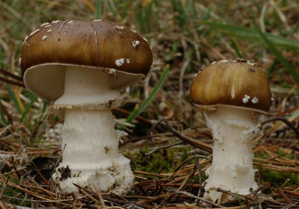 Amanita pantherina f. abietum